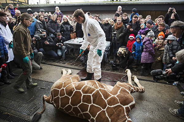Расчленение жирафа в зоопарке при детях