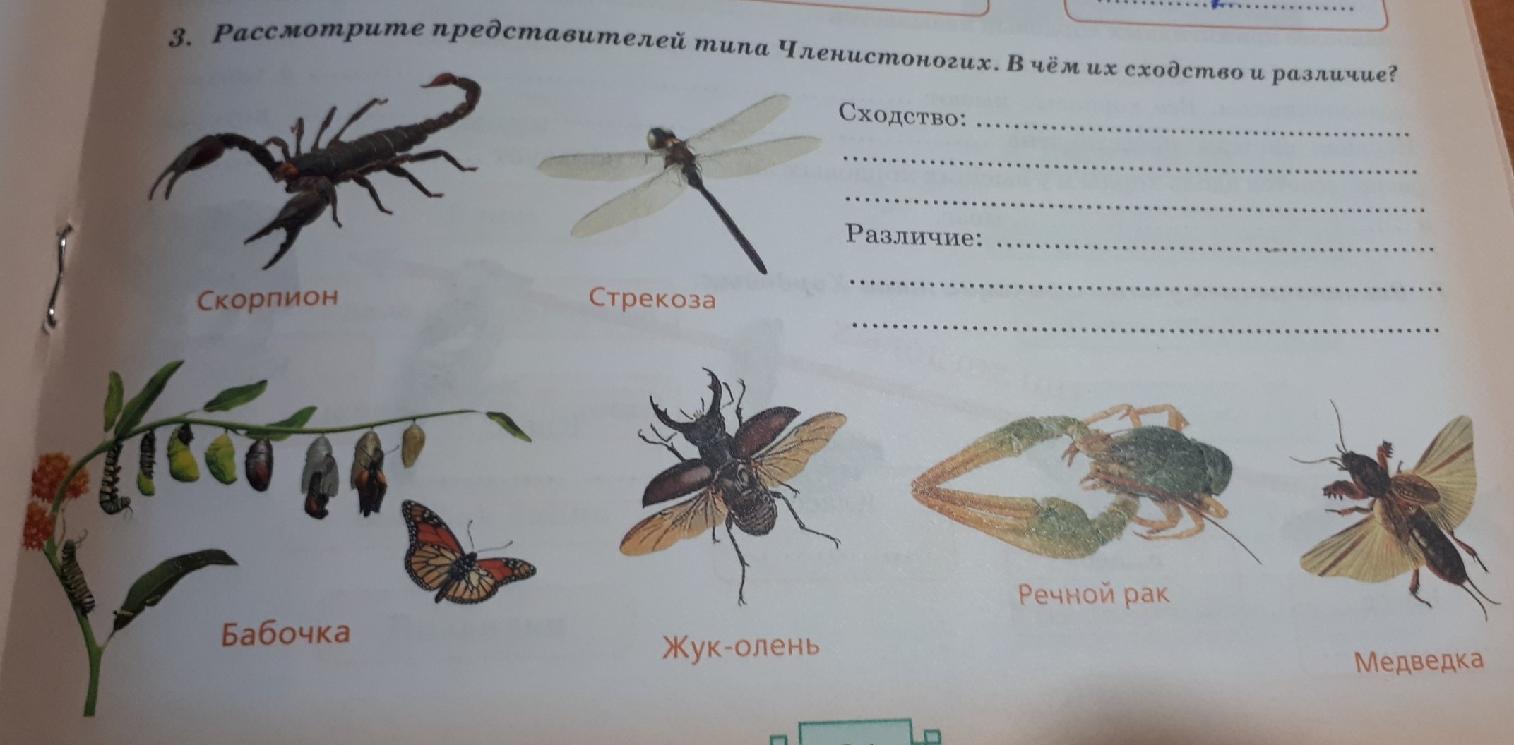 В чем сходство и различие бабочек. Сходство жука и бабочки. Бабочка и жуки различие. У бабочек в отличие от Жуков. Сходство и отличие Жуков и бабочек.