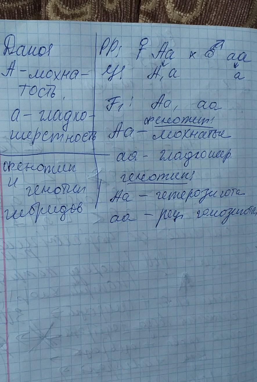 Скрестили гомозиготных черного. Гетерозиготные по обоим признакам это. Гетерозиготную черную крольчиху скрестили с таким же кроликом. Гомозиготная мохнатая крольчиха скрещена.