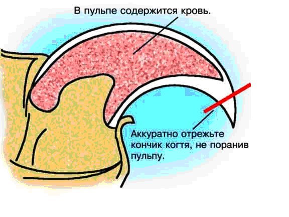 текст при наведении