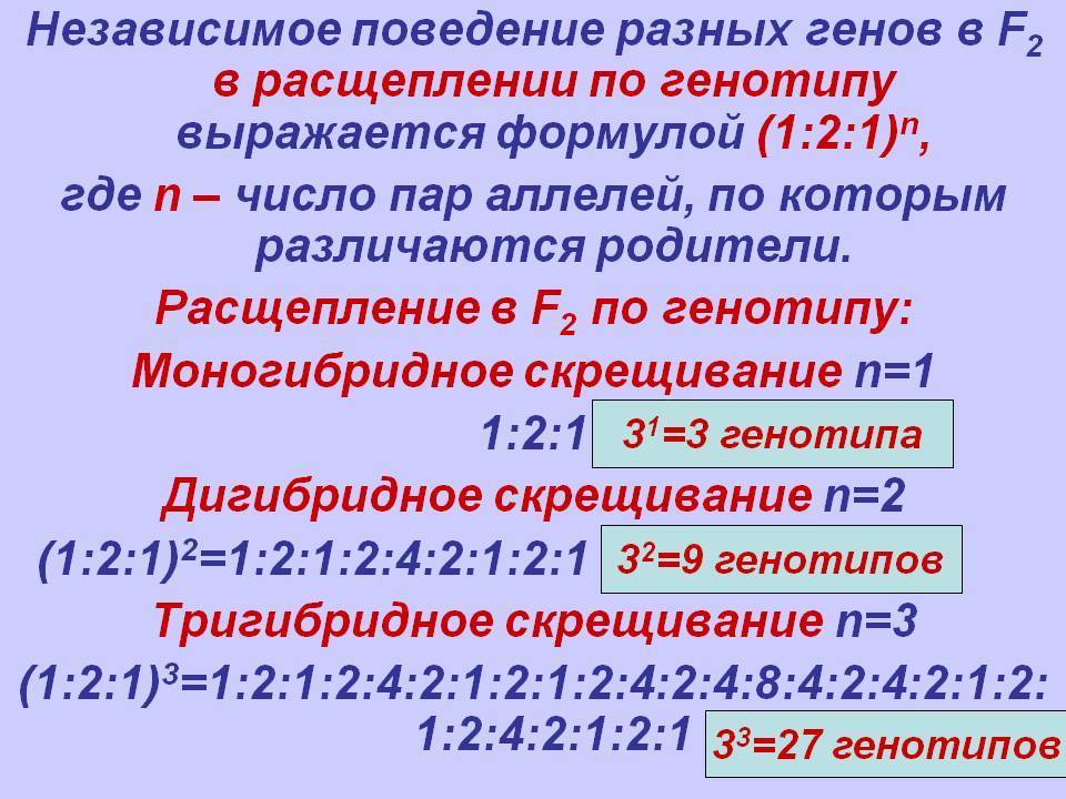 Формула 9 3 3 1. Тригибридное скрещивание расщепление. Формула расщепления по генотипу. Формулы расщепления по генотипу и фенотипу. Расщепление по генотипом при тригибридном скрещивании.