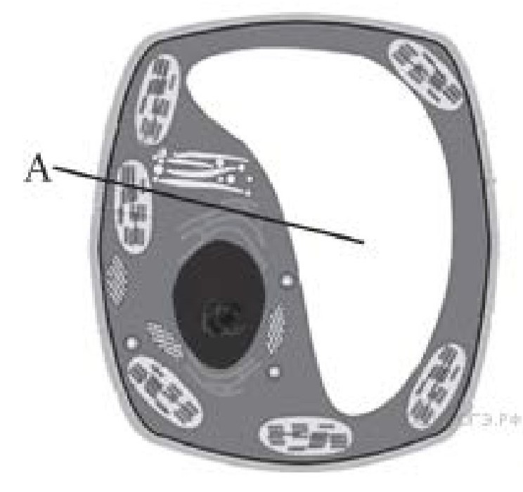На рисунке изображена растительная клетка какую функцию выполняет часть а