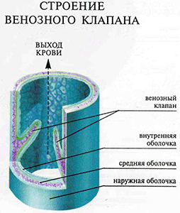 текст при наведении