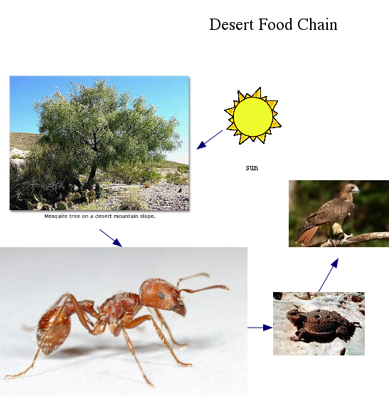 Схема питания пустыни окружающий. Цепь питания в пустыне. Пищевые цепи пустынь. Пищевая цепь пустыни. Пищевые цепи питания пустыни.