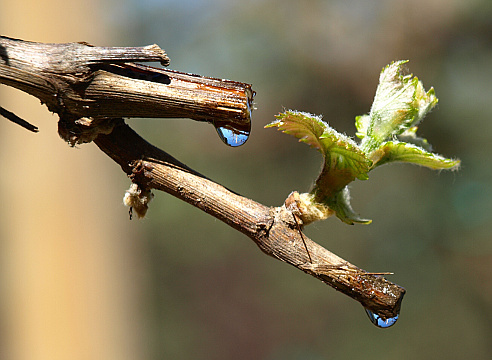 http://www.supersadovnik.ru/article_agro.aspx?id=1004349