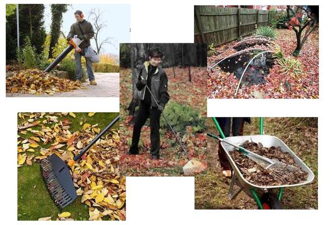 уборка участка от сухих листьев, зачем убирать садовый участок