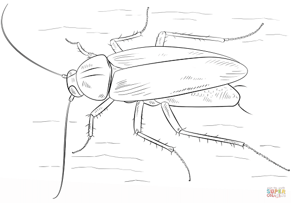 Нарисовать таракана из сказки Чуковского Тараканище