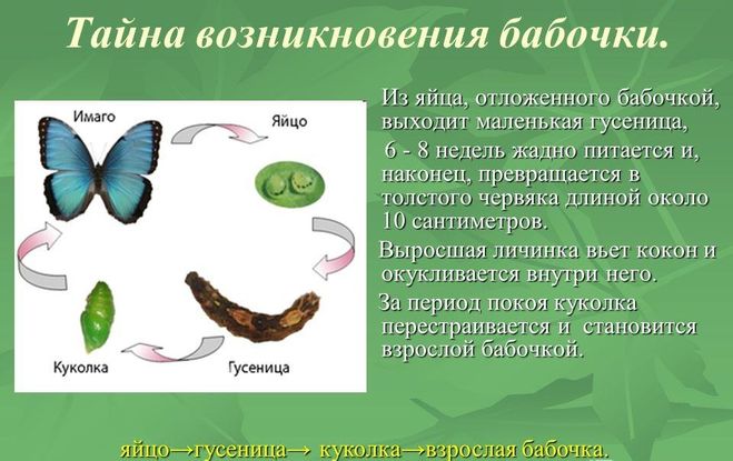 Рассказ про бабочек для 2 класса по окружающему миру