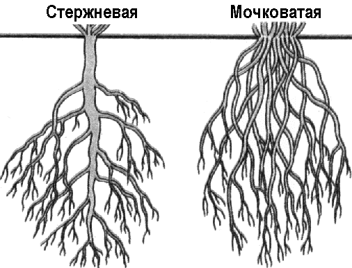 текст при наведении