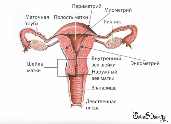 женские половые органы, схема
