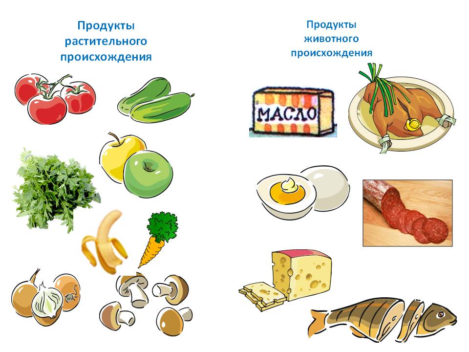 Картинки продуктов животного происхождения