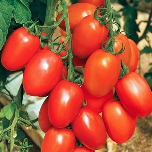 Можно ли сохранить свежими помидоры с грядки до Нового года?