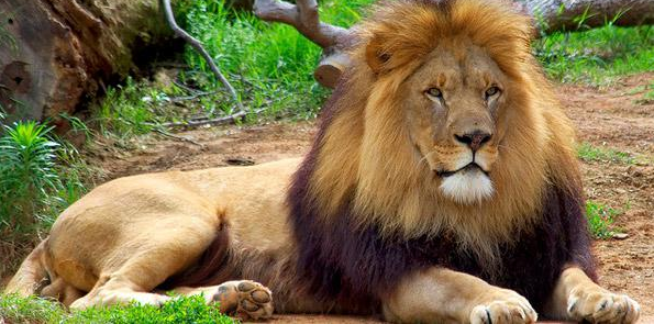 Если не лев, кто бы мог быть царем зверей