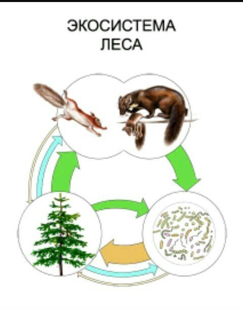 Экосистема леса. Биогеоценоз смешанного леса схема. Экосистема леса для дошкольников. Экосистема леса схема. Экологическая система леса.