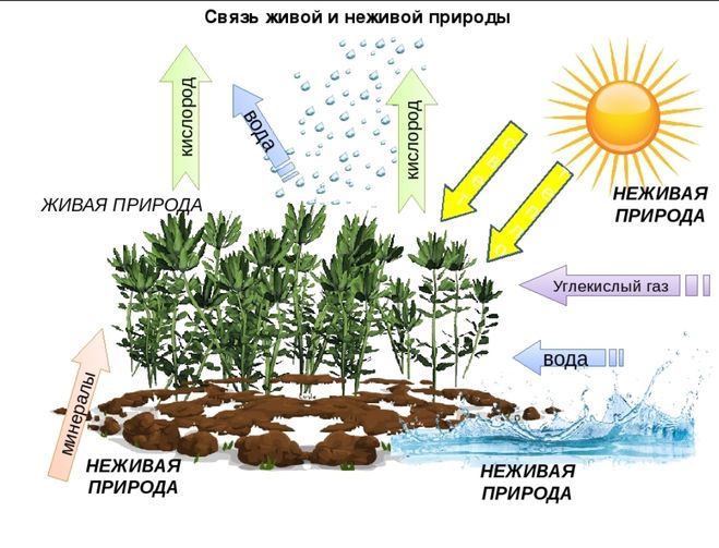 Природа что значит классифицировать объекты природы