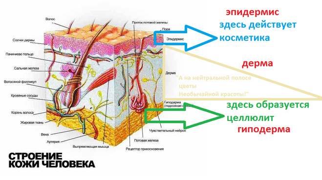 схема строения кожи