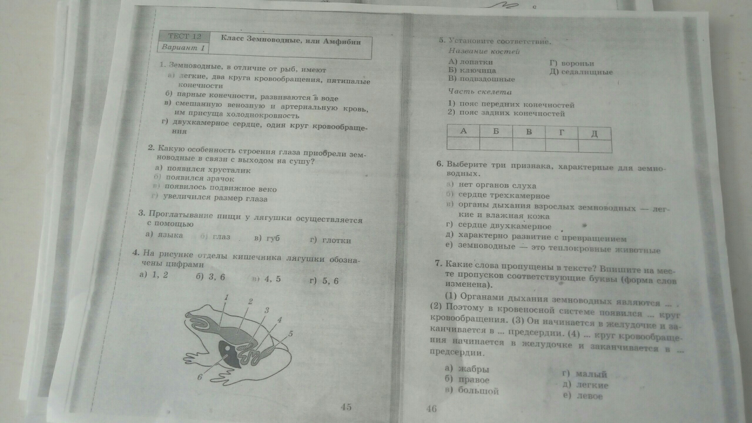 Тест 13 вариант 2. Класс земноводные или амфибии кратко по учебнику. Тест 13 вариант 2 класс земноводные или амфибии продолжение ответы.