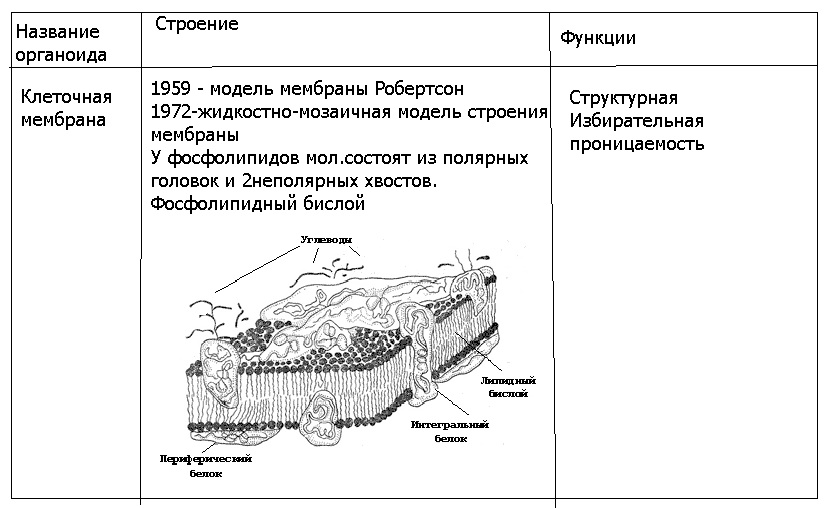 Мембрана таблица. Клеточная мембрана строение и функции таблица. Структура и функции мембран клетки таблица. Мембрана клетки таблица. Таблица структура строение функции клеточной мембраны.