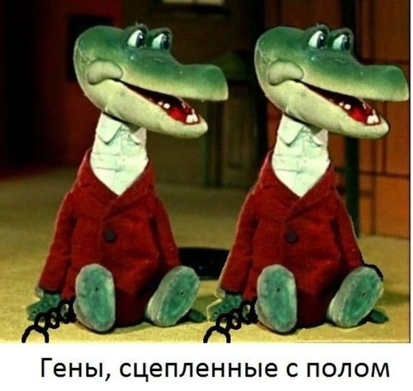 гены