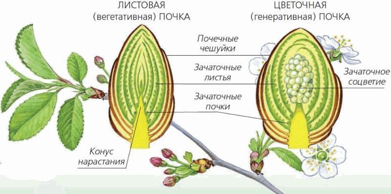 как доказать что почка является зачаточным побегом. 5549aa5ba5deb3329898205966f66598. как доказать что почка является зачаточным побегом фото. как доказать что почка является зачаточным побегом-5549aa5ba5deb3329898205966f66598. картинка как доказать что почка является зачаточным побегом. картинка 5549aa5ba5deb3329898205966f66598.