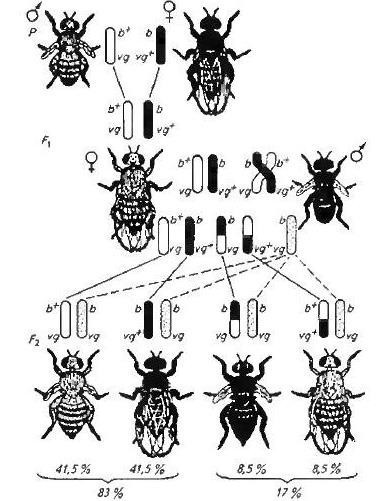 Схема скрещивания дрозофилы