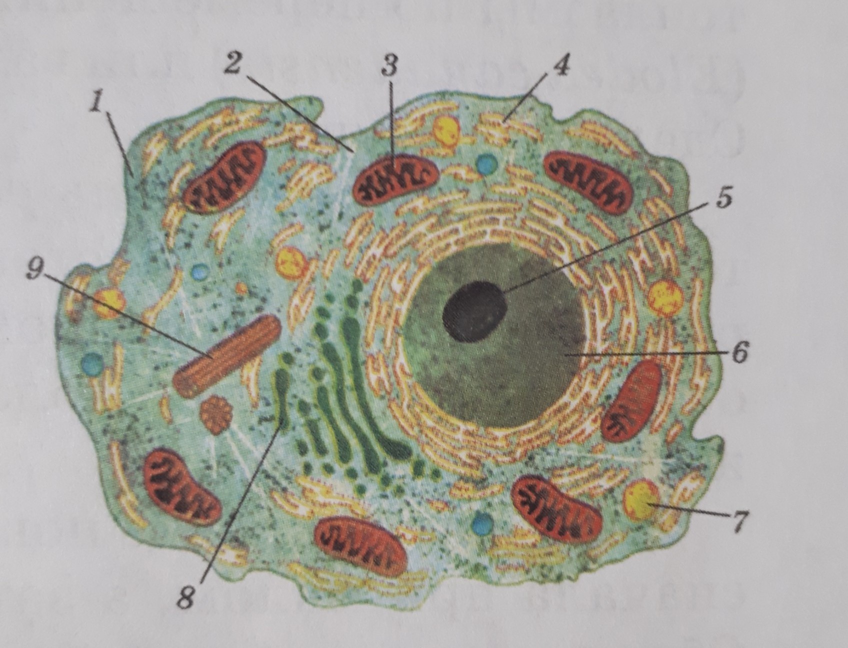 Органоиды клетки под микроскопом