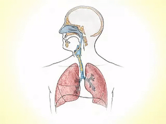 отделы дыхательного тракта