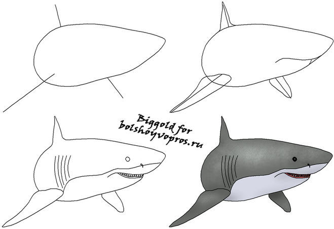 как рисовать акулу