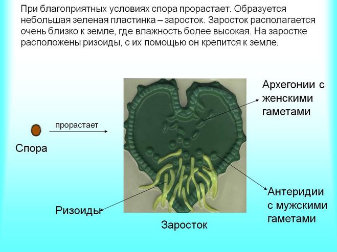 Гаметы женские мужские споры