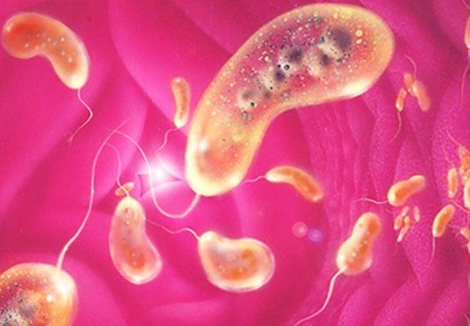 бактерия холеры