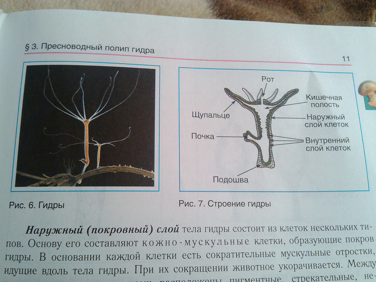 Тело гидры пресноводной. Пресноводный полип гидра строение. Части тела пресноводной гидры. Строение гидры. Гидра Пресноводная строение.