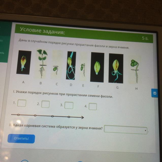 Укажи порядок рисунков при прорастании семени фасоли