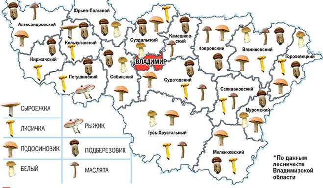 Карта грибных мест Владимирской области