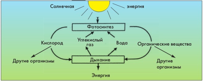 Функциями органоида обозначенного на рисунке цифрой 2 является синтез и транспорт органических