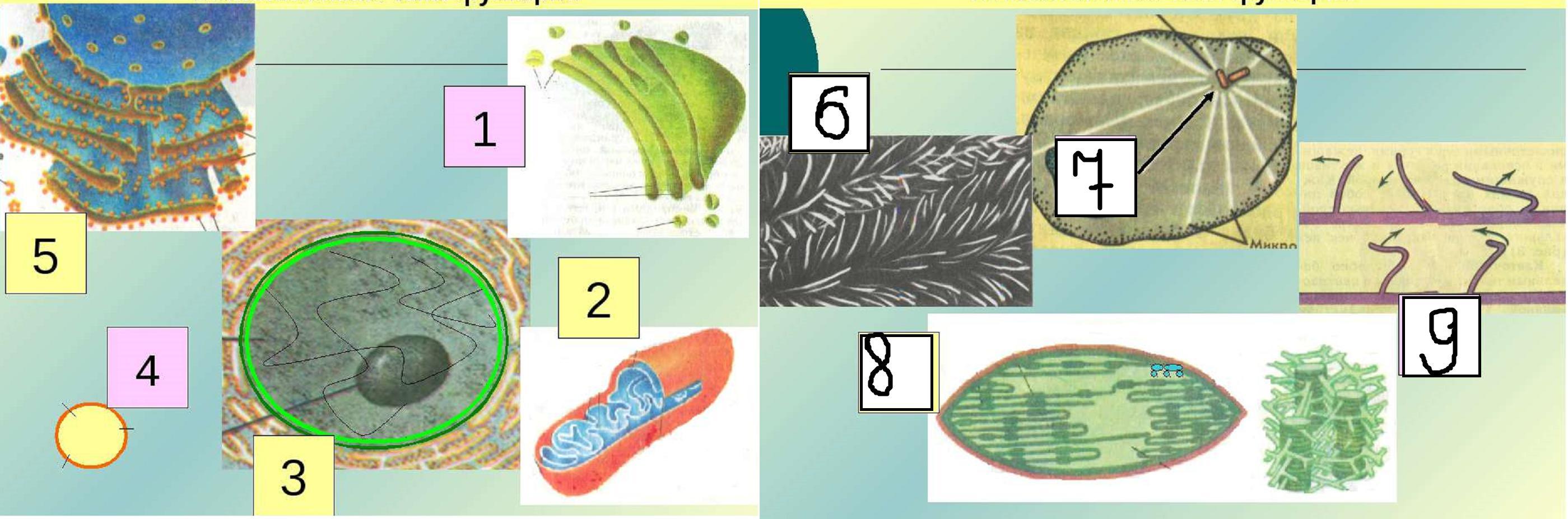 Что изображено на рисунке 5. Определите органоиды по изображение. Органоид клетки изображенный на рисунке. Карточки по биологии органоиды клетки. Рисунки органоидов клетки ОГЭ.