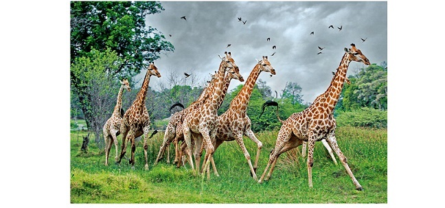 сколько лет живут жирафы