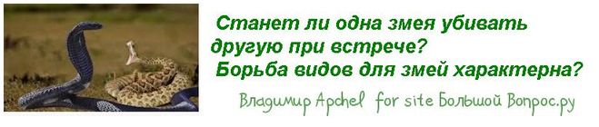 Станет ли одна змея убивать другую при встрече?  Борьба видов для змей характерна?