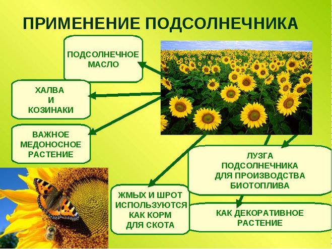 Характеристика подсолнечника