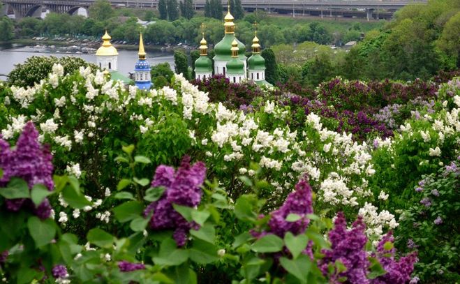 Ботанический сад Киев Печерск сирень