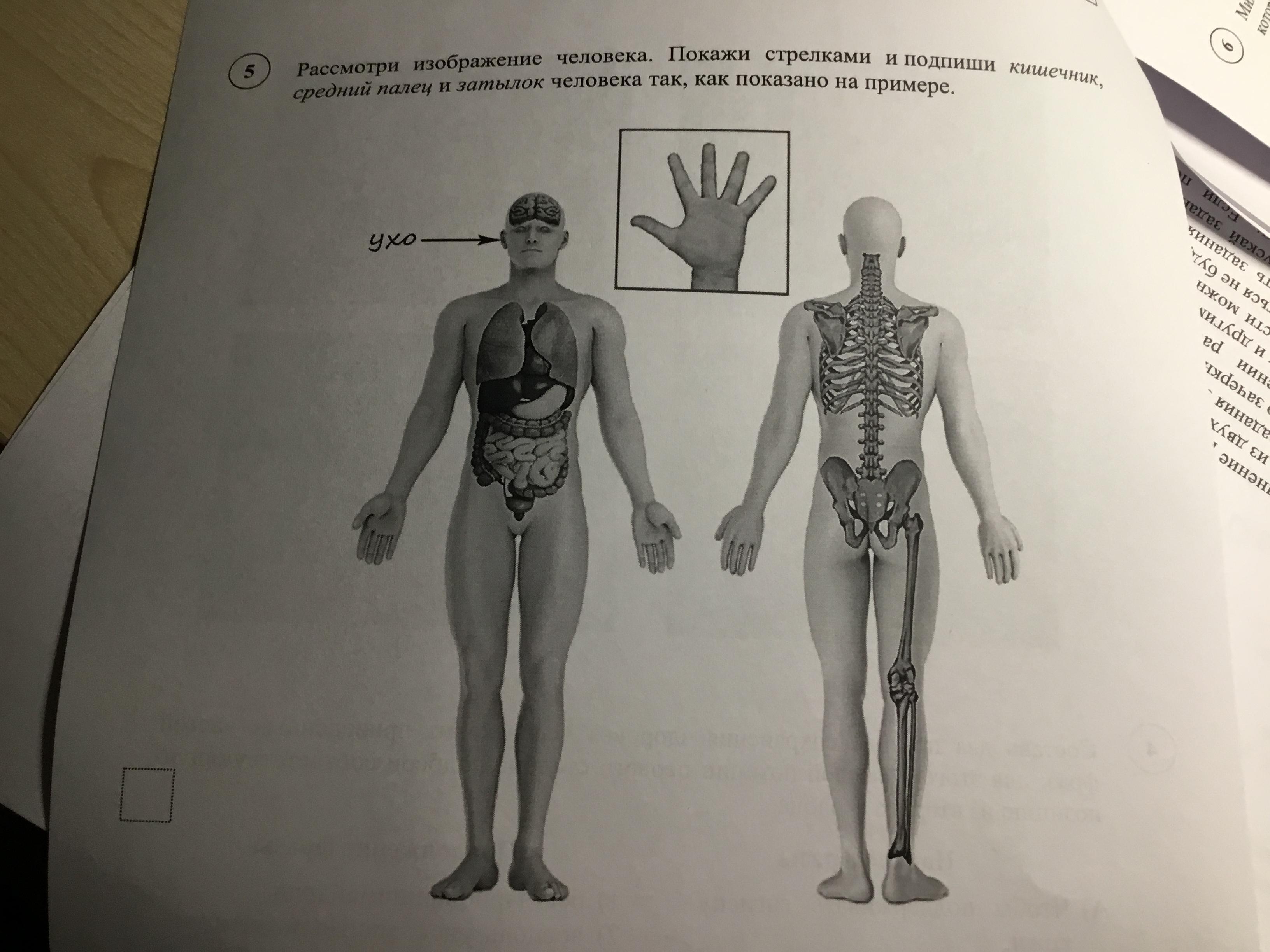 Впр 8 класс анатомия человека. Части тела ВПР. Изображение человека ВПР. Строение человека ВПР. Рассмотри изображение человека.