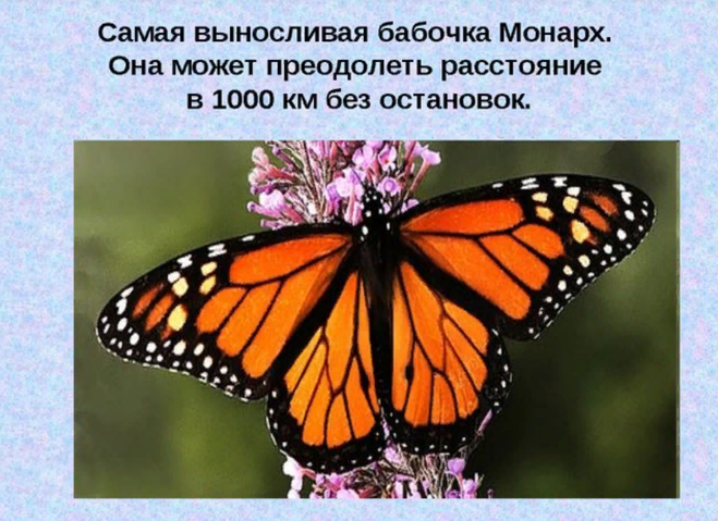 Рассказ про бабочек для 2 класса по окружающему миру