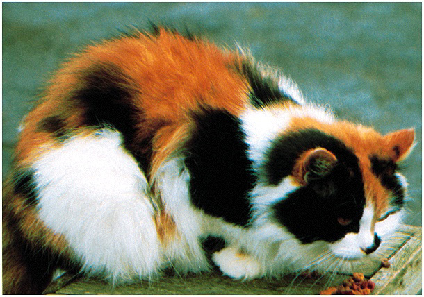 Кошка; Кот; Трёхцветная кошка; Окрас