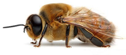 трутень "муж" пчелы