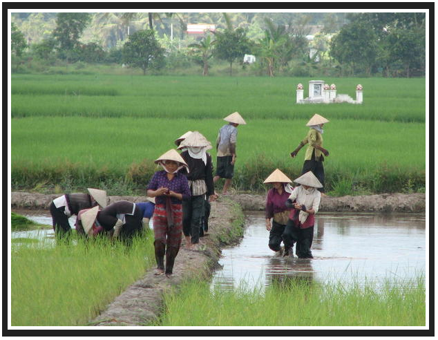 вьетнамские крестьянки