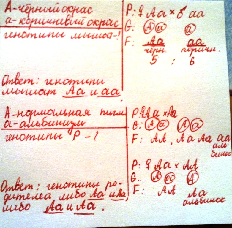 При скрещивании черного. При скрещивании серой и черной мышей. При скрещивании серой и черной мышей получено. Черная мышь скрещивается с коричневой. При скрещивании белых и черных мышей получаются черные.