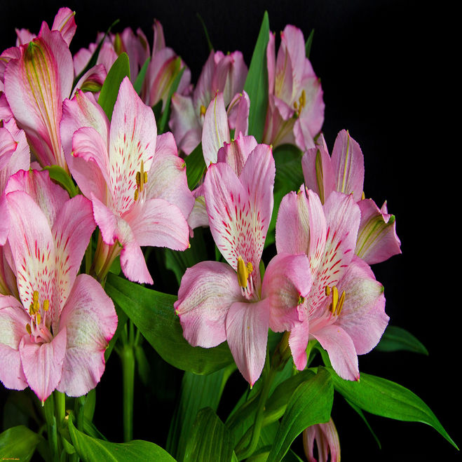 Цветы как ирисы как называются. Ирис орхидейный. Batian альстромерия. Альстромерия и лилейник. Лилии с ирисами.