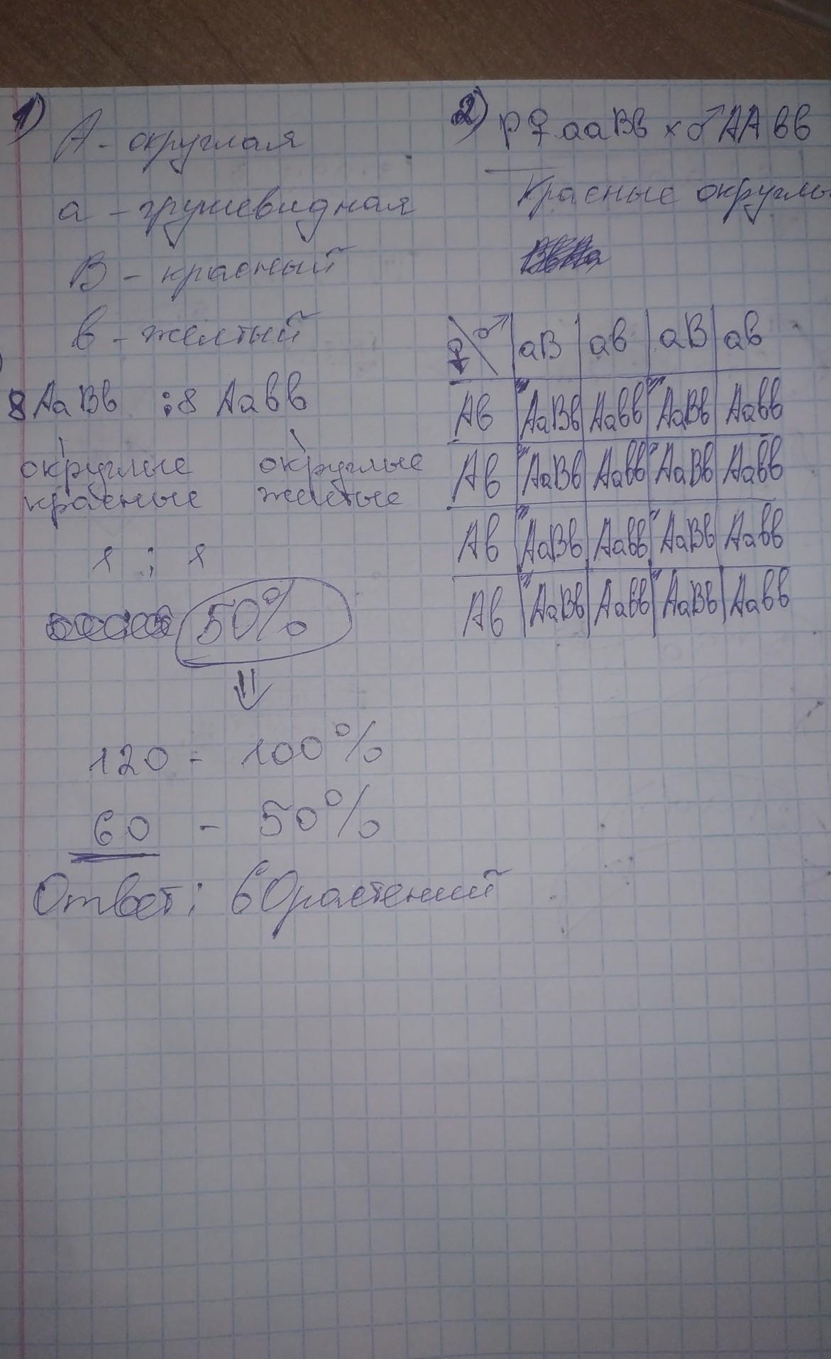 У томатов красная окраска доминирует над желтой. У томатов круглая форма плодов а доминирует. У томата шаровидная форма плодов доминирует над грушевидной красная. Автоматов округленная форма плодов доминирует над грушевидной. При скрещивании линий томата с красными плодами грушевидной формы.