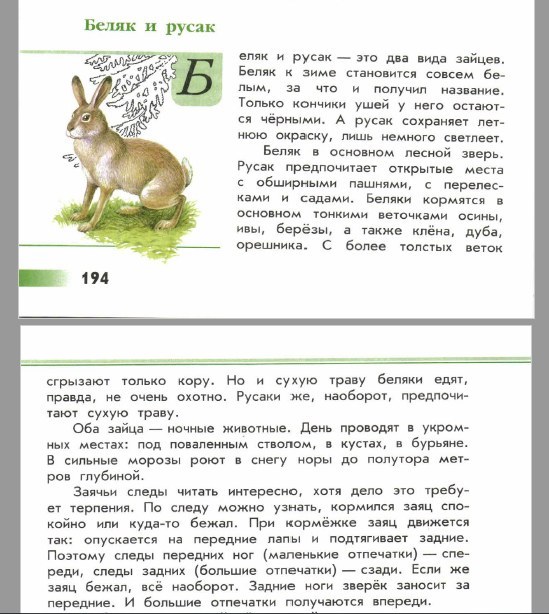 Текст описание русак. Зелёные страницы 2 класс окружающий мир заяц Беляк и заяц Русак. Зелёные страницы 2 класс Беляк и Русак.