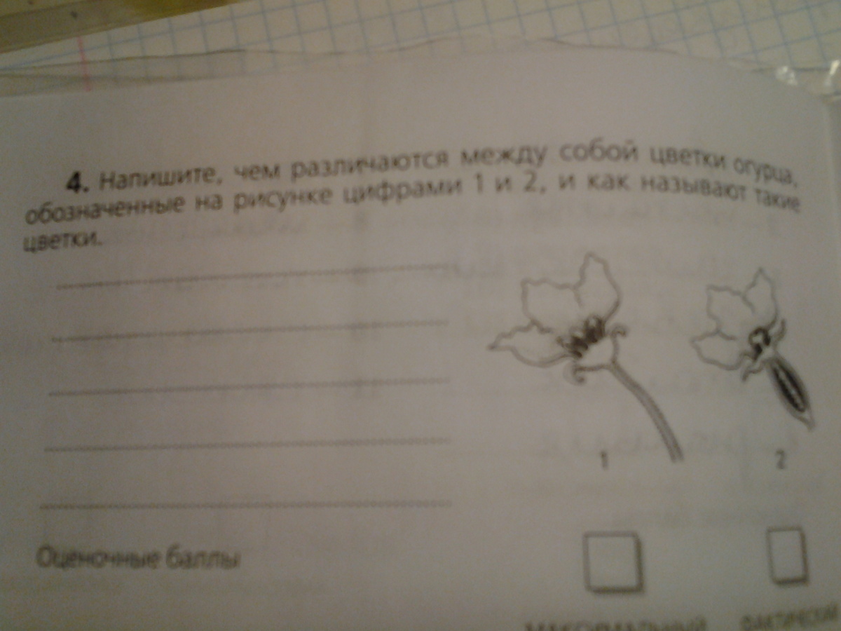 Сравните изображенные. Что обозначено цифрой 1 на рисунке? В ответ запишите одно слово..