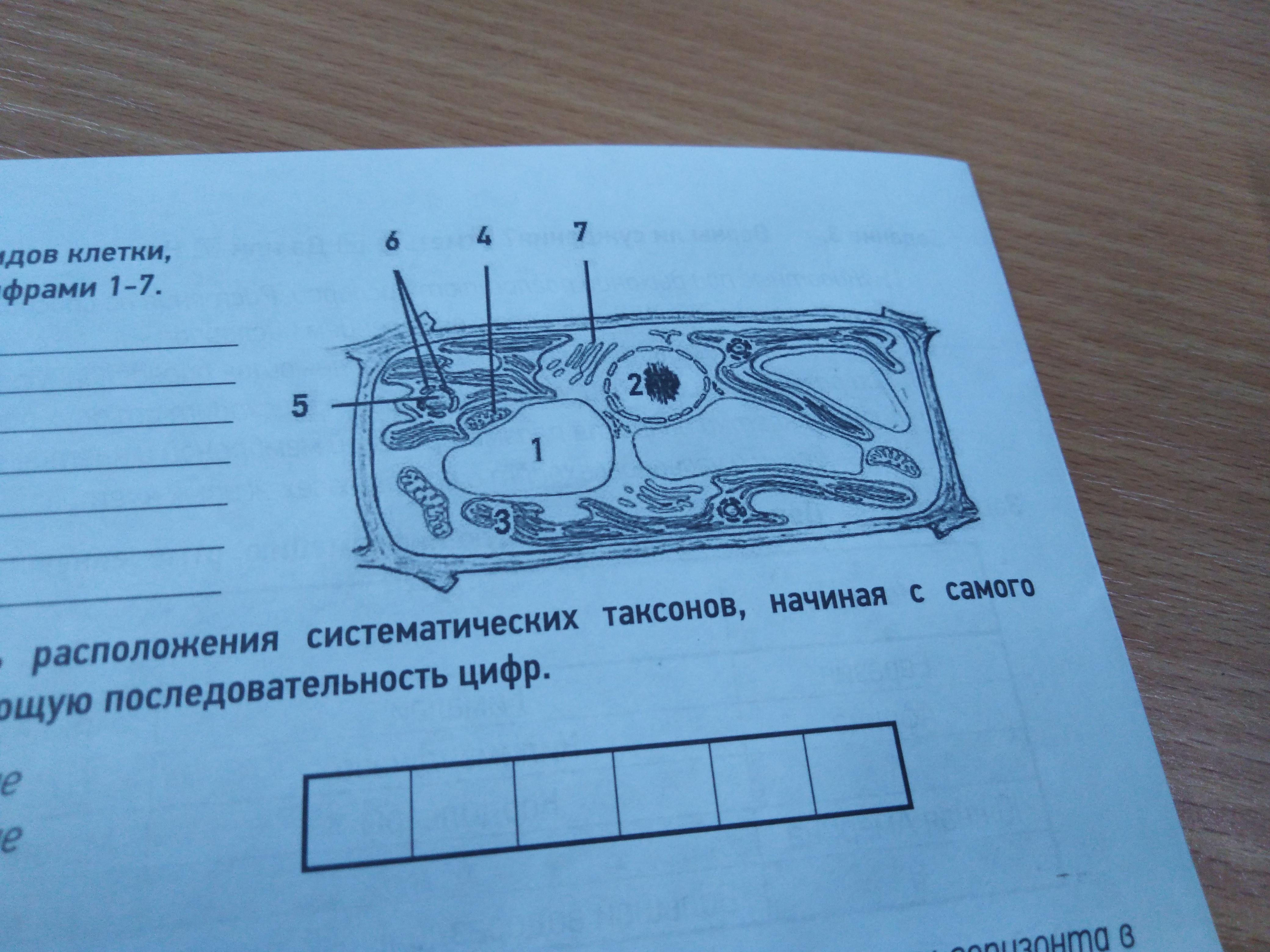 На рисунке изображена растительная клетка в разные периоды жизни